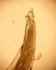 Chaetophiloscia sicula